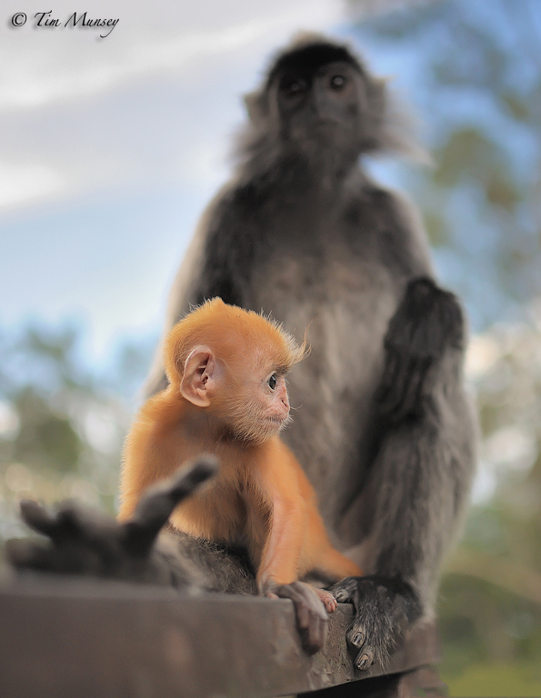 Silver Leaf Languar and Baby_2